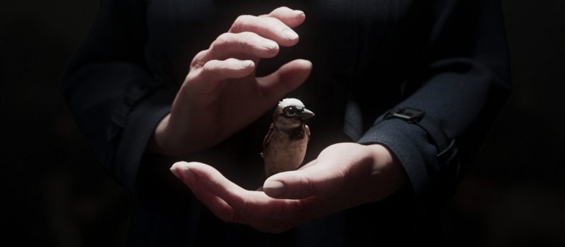 A small sparrow sits in the palm of a hand, just revealed as the hand lifts away.